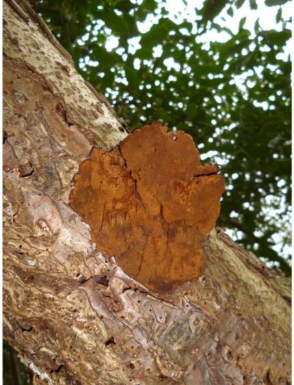 On hazel in Ipswich, UK.